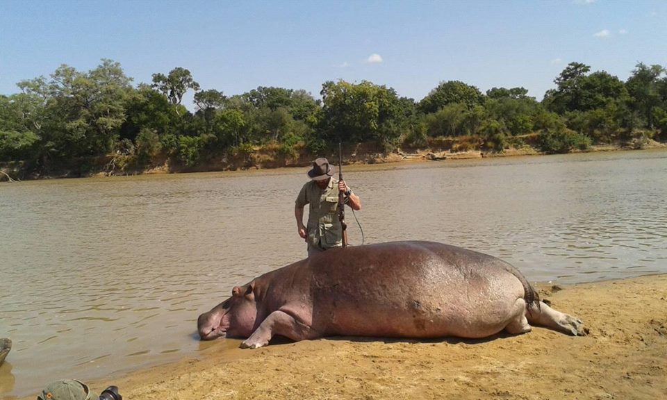 Rationale to Cull Hippos in Zambia Flawed