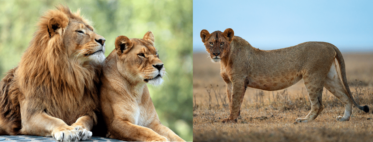 Namibia’s Big Predators Are in Distress