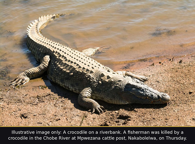 Crocodile kills fisherman in Chobe River near Mpwezana